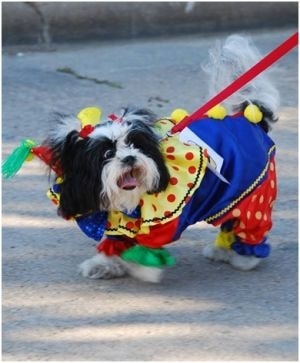Dog dressed in colorful clown costume at CreekFest dog show